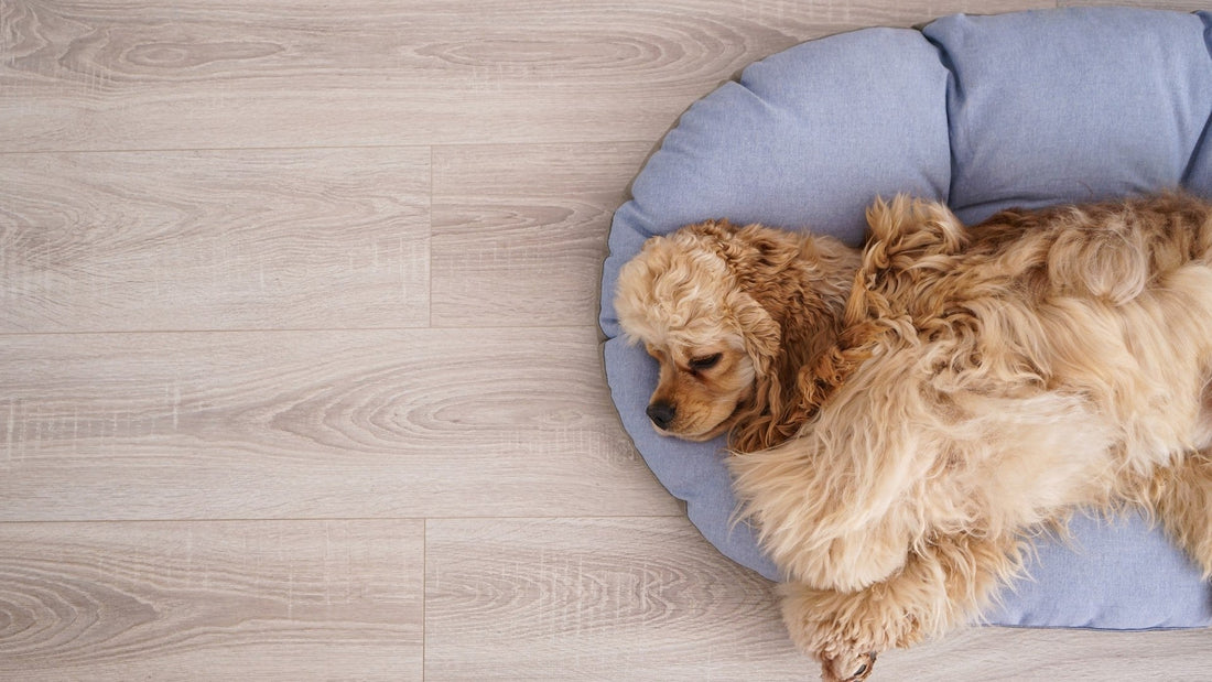 Why Quality Sleep Matters for Your Pet