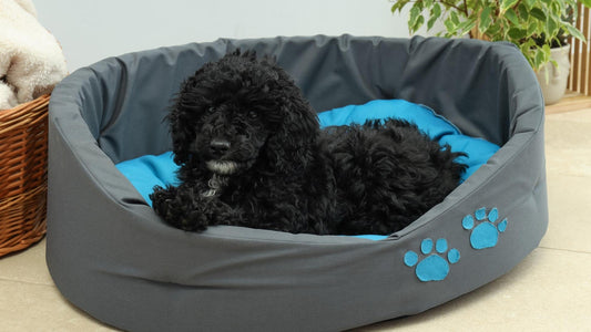 Benefits of a Dedicated Sleeping Space for Your Pet